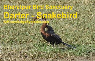 Darter - Snakebird (3) Coming Soon